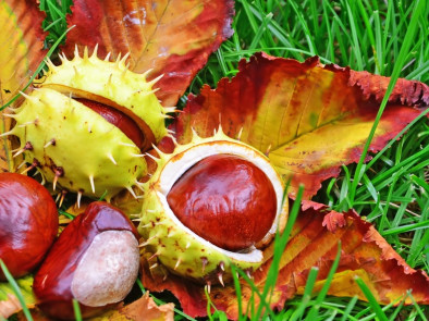 Sběr kaštanů a žaludů