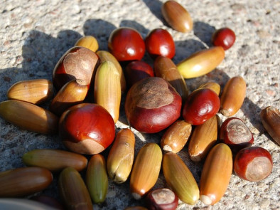 chestnuts-1018603_640